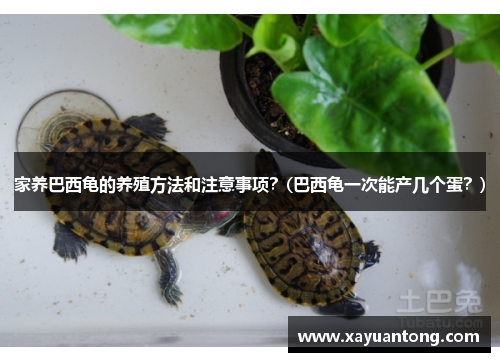 家养巴西龟的养殖方法和注意事项？(巴西龟一次能产几个蛋？)